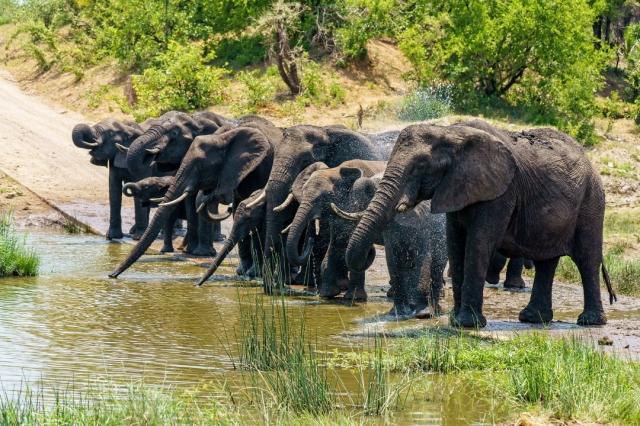 Wildlife Safari Packages in Africa That Put You Nearer to Nature Than Before